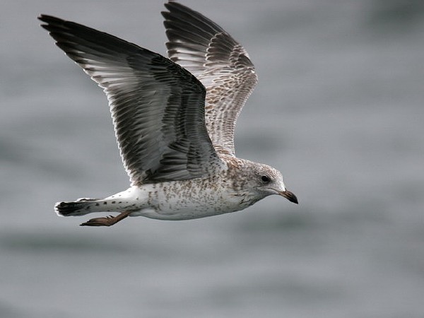 Ring-billed Gull